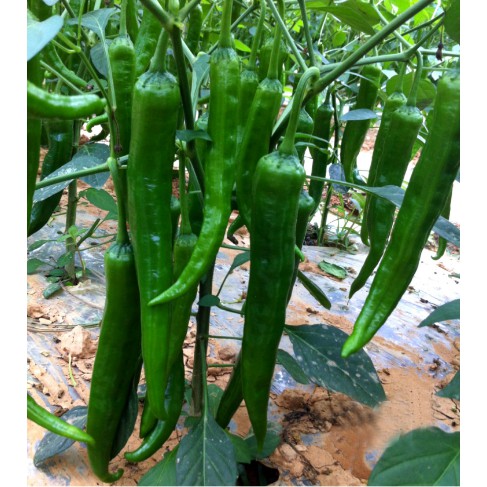 Hạt Giống Ớt Xanh Hàn Quốc  -  - Ngọt, Cay Nhẹ,Thơm Ngon, Năng Suất