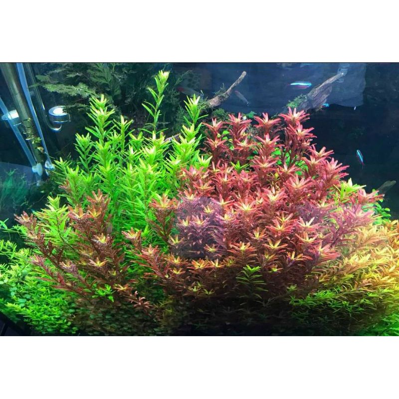 15 Cây thủy sinh rotala colorata - vảy ốc đỏ hậu cảnh - cây thủy sinh dễ trồng