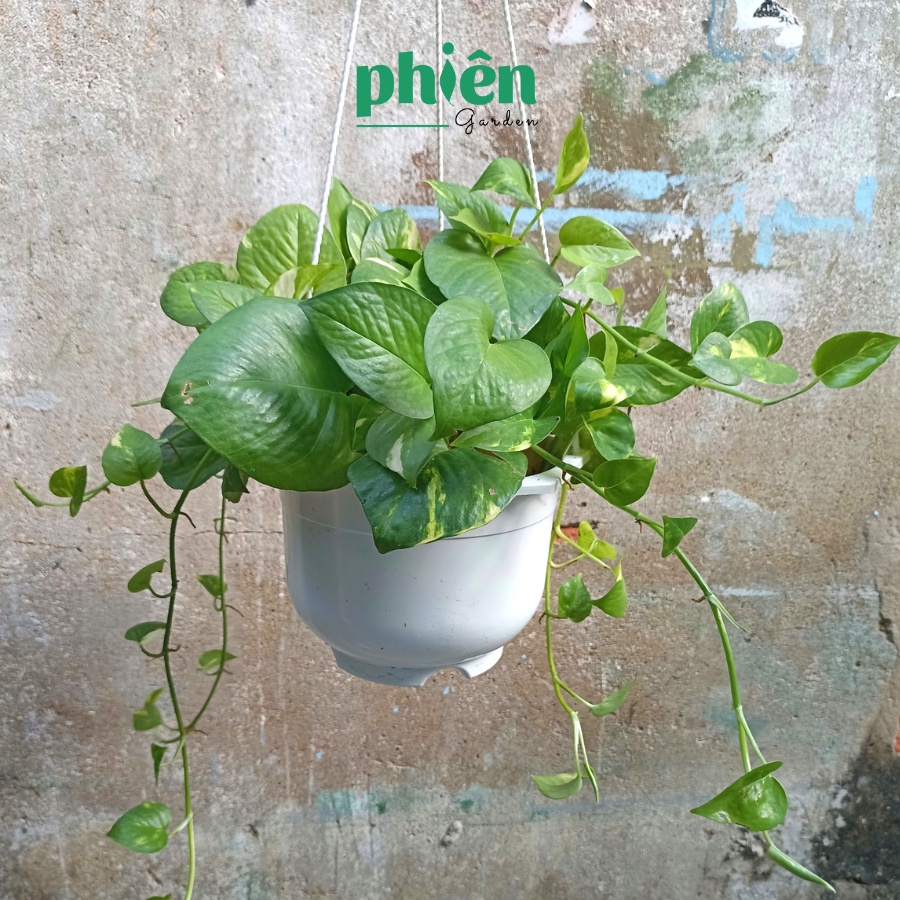 Cây Trầu Bà Treo lá rũ, cây Vạn Niên Thanh chậu treo