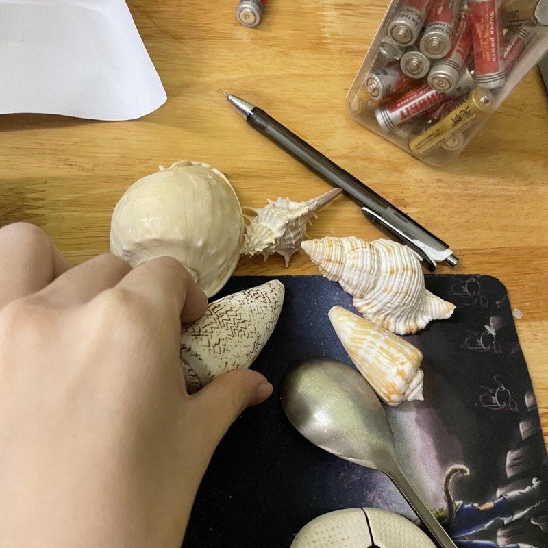 COMBO VỎ ỐC BIỂN