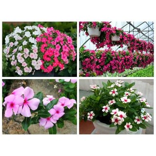 HẠT GIỐNG HOA DỪA CẠN CÁNH ĐƠN