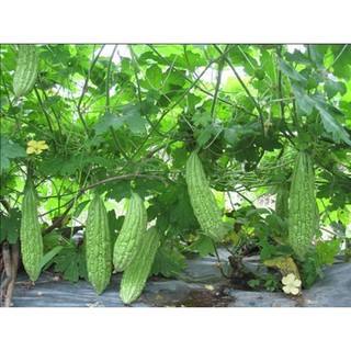 Hạt Giống Quả Mướp Đắng - 20 hạt
