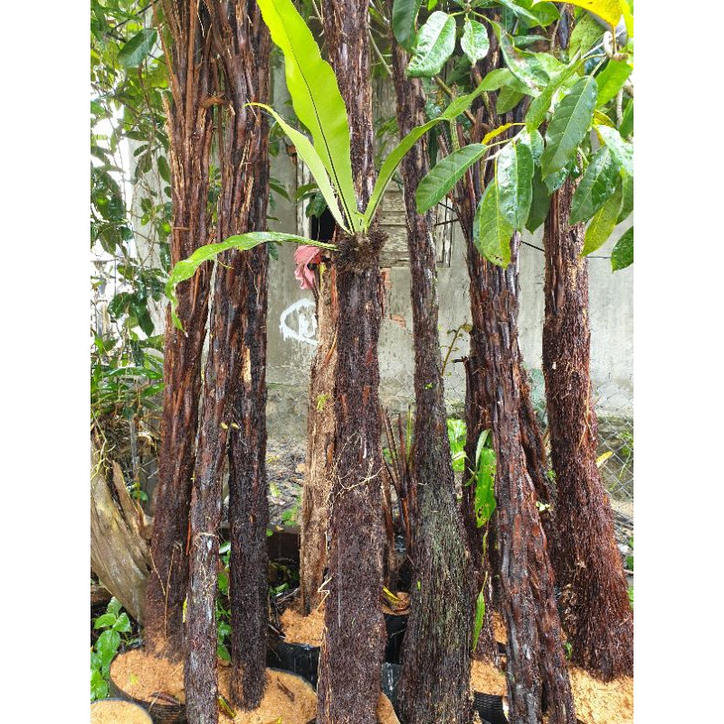 Dương xỉ thân gỗ làm sân vườn cây cao 2 mét