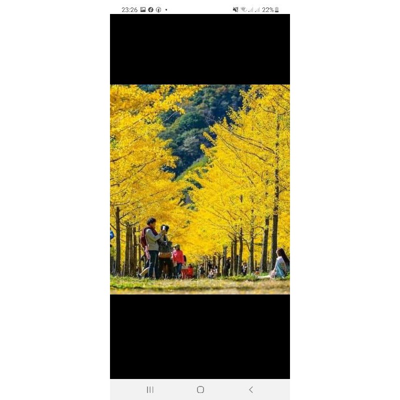 Cây giống ngân hạnh cao 10cm khách lưu ý khi mua mùa này còn rụng hết lá