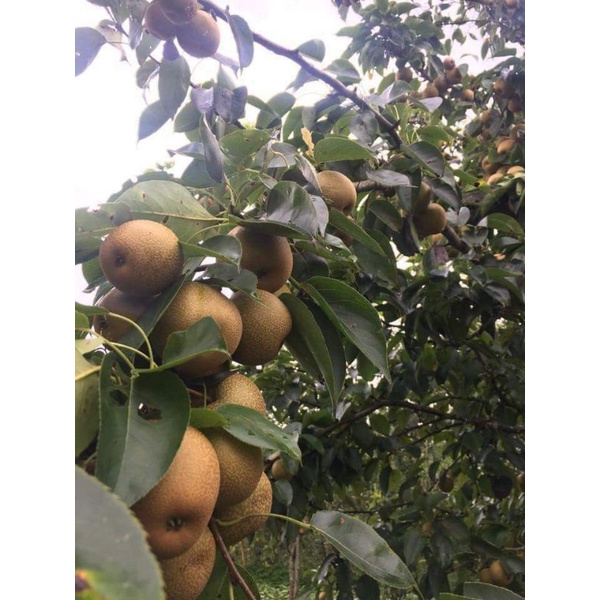 Cây mắc cọp rừng