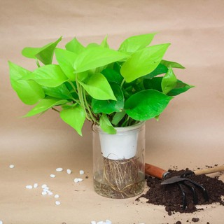 Cây Trầu Bà Thủy Sinh