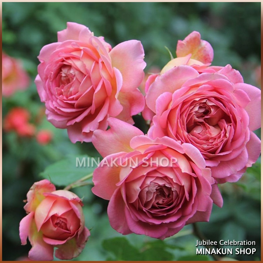 Hoa hồng ngoại Jubilee Celebration Rose bụi hồng cam cực đẹp - MinaKun Shop