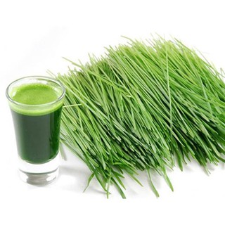 Hạt Giống Cỏ Mèo Wheatgrass - Cỏ Lúa Mì Đỏ (Gói 100g)