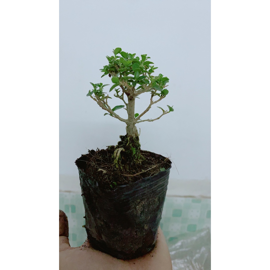 Cây Sam Hương Bonsai Mini