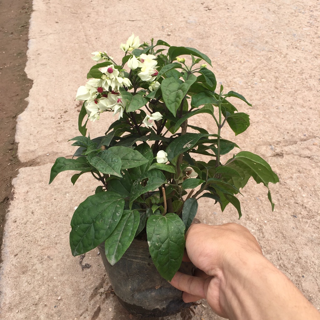Cây Hoa Ngọc Nữ Hoa Trắng Nhuỵ Đỏ Trồng Sẵn Ra Hoa Quanh Năm