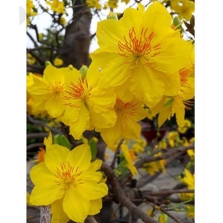 Mai giảo siêu nụ hoa 8-12 cánh