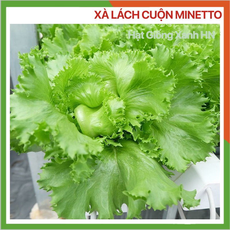 Hạt giống xà lách Minetto cuộn, giòn ngọt, phát triển tốt, dễ trồng, đóng gói 5gr