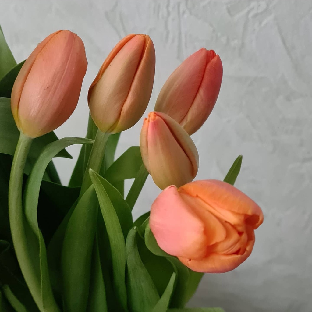 Tulip màu cam | Ship hỏa tốc| Hoa tươi Gi.farm