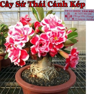Cây hoa sứ thái cánh kép
