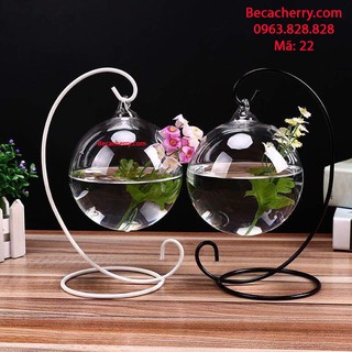 Combo bể cá mini 22