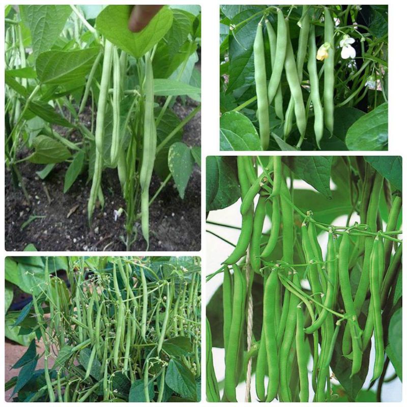 Gói Hạt Giống Đậu Cove Loại Leo Bụi Đều Có ( Chất lượng cao ) sản lượng cực tốt