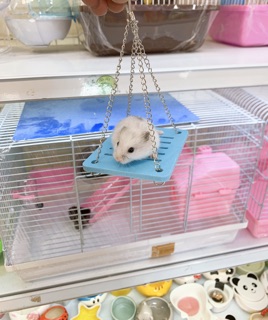 Xích đu cho hamster