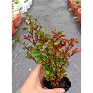 Rau cải xoang Nhật