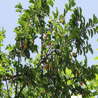 Cây chay giống Bắc Bộ siêu quả