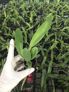 Catlaya cây giống