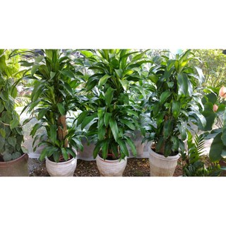 CHẬU CÂY THIẾT MỘC LAN SIÊU ĐẸP, MANG LẠI MAY MẮN- VƯỢNG PHONG THỦY CHO GIA CHỦ + Tặng 01 cây dâu da đất( bòn bon)
