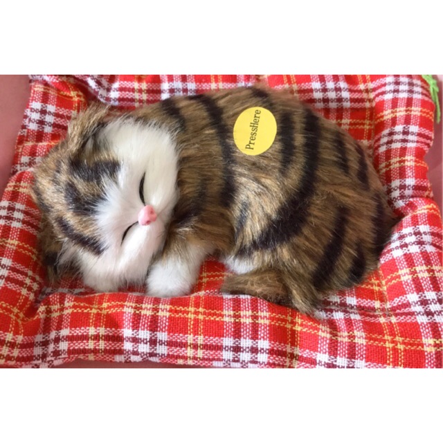 Mèo con nằm ngủ 🐱 siêu đáng yêu 😘