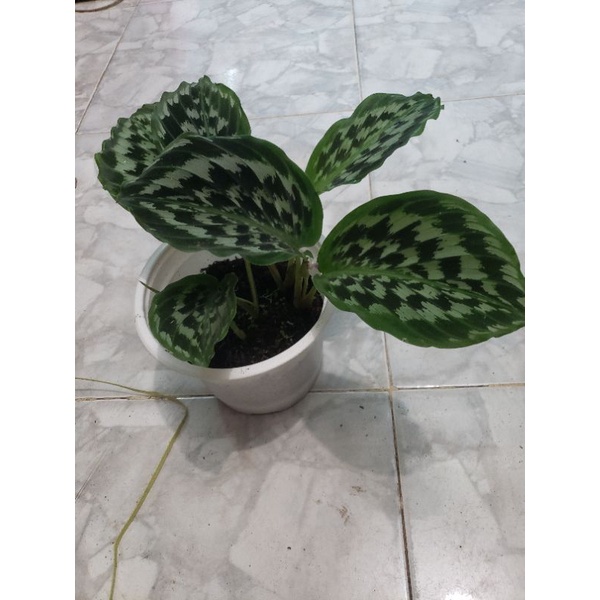 Cây  đuôi công calathea Merak