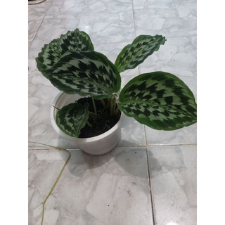 Cây  đuôi công calathea Merak