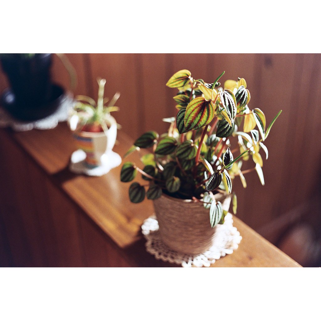 Fuji 100 nội địa nhật 36exp date 02/2008 film 35mm Phim outdate hết hạn