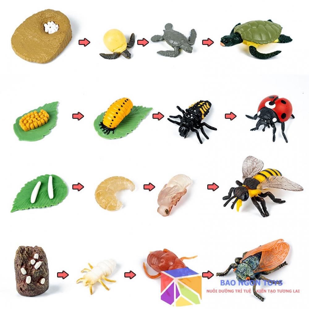 Bộ mô hình vòng đời phát triển của động thực vật, bướm, ếch, giáo cụ montessori dạy bé về thế giới tự nhiên BAO NGON TOY