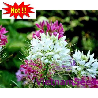 Hạt giống Hồng ri (50 hạt nhiều màu)