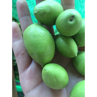 Cà Na Đập Dập Chua Ngọt Kèm Muối