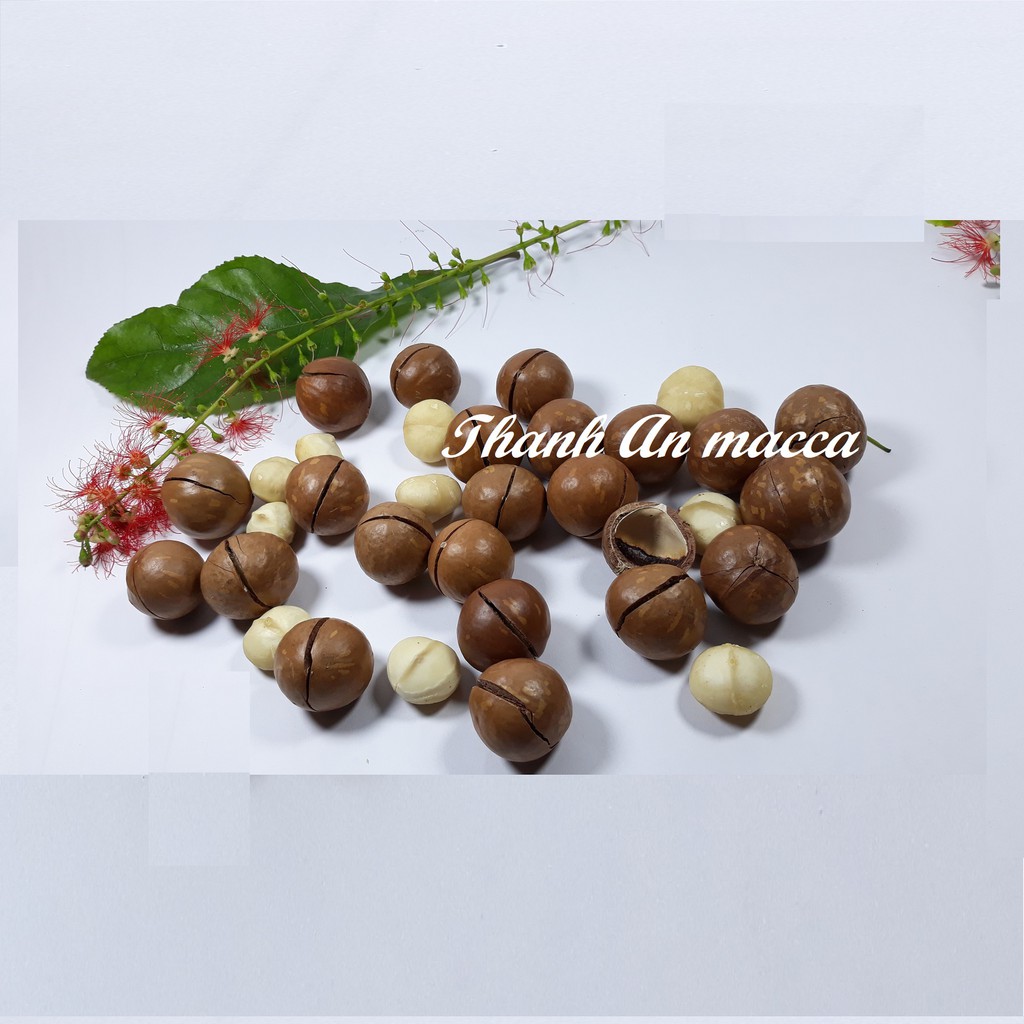 [Mã GROSALE2703 giảm 8% đơn 250K] Thanh An Macca Sạch Size Trung 500gr, Sấy Nứt Vỏ Lâm Đồng, Macadamia Kèm Lẫy | BigBuy360 - bigbuy360.vn