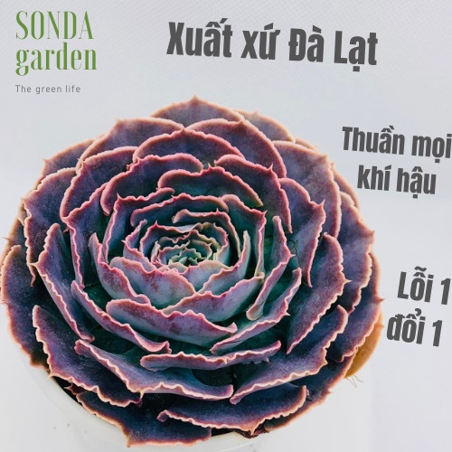 Sen đá bắp cải light purple SONDA GARDEN size trung bình 10-12cm, xuất xứ Đà Lạt, khoẻ đẹp, lỗi 1 đổi 1