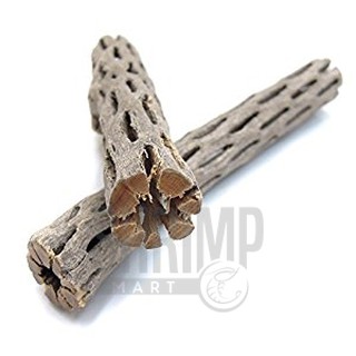 LŨA CHOLLA WOOD (SIZE NHỎ)