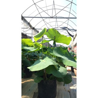 Phân bón hoa sen súng [ Bán lẻ ]