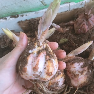 Combo 3 củ hoa ly cao thơm màu hồng