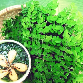 Hạt giống rau Chùm ngây (2gr hạt)