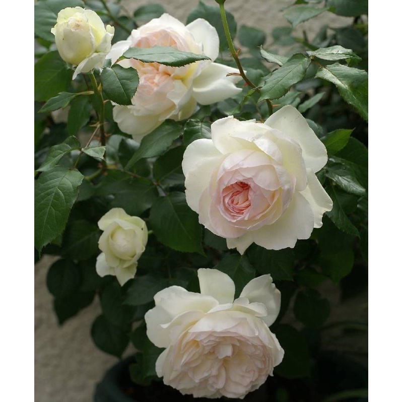 Hoa hồng Bolero Rose - bản tình ca bất hủ trong ngôi vườn nhà bạn