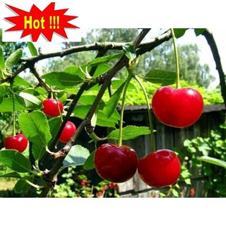 Hạt giống Anh đào (Cherry) (10 hạt)