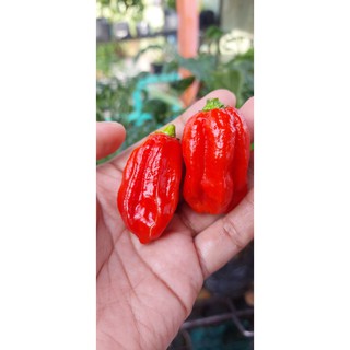 Hạt ớt giống Habanero Red