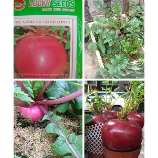 HẠT GIỐNG CỦ CẢI ĐỎ KHỔNG LỒ GÓI 10 HẠT