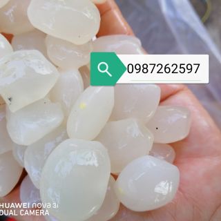 1kg hạt đác tươi sạch nha trang loại nhỏ, dẻo