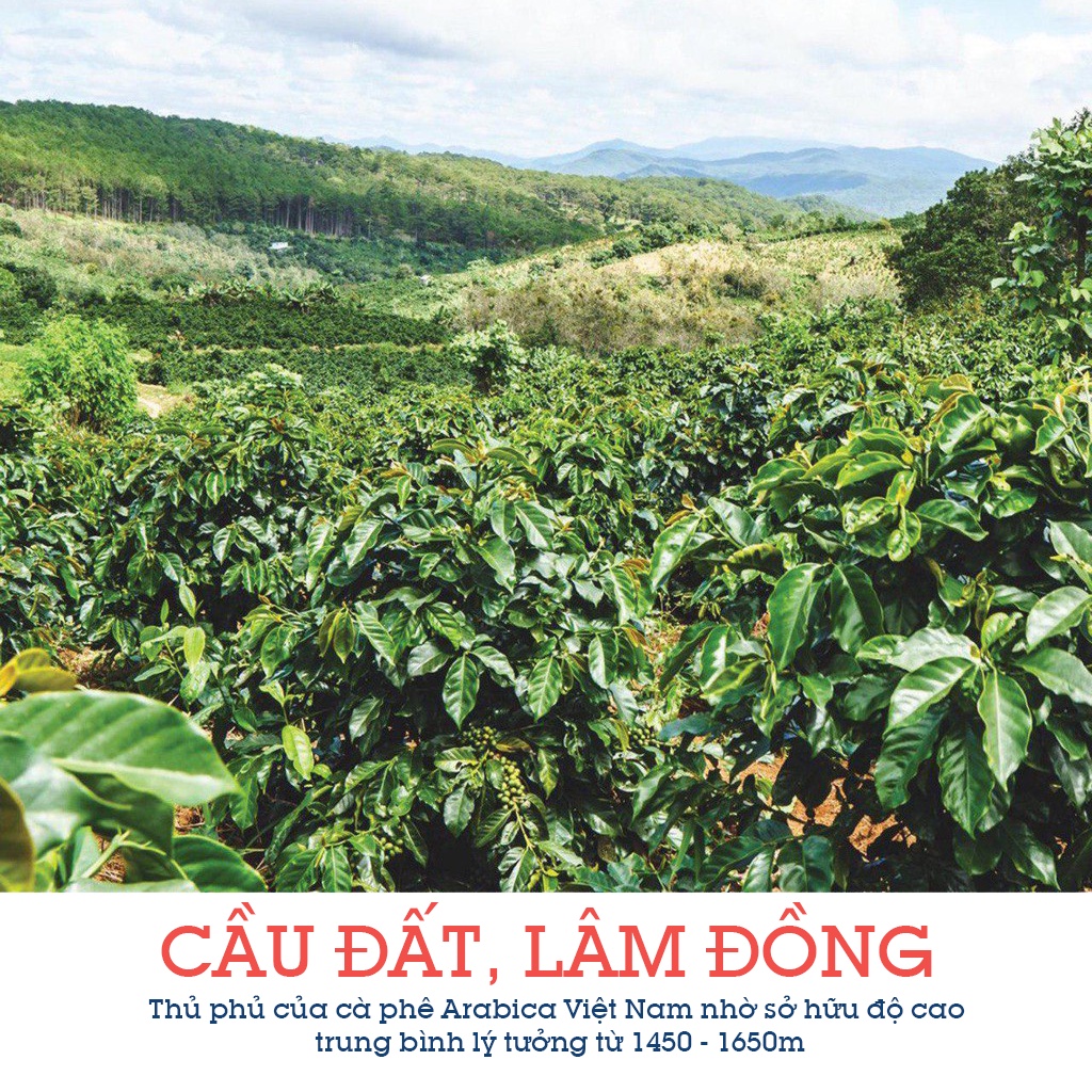 Cà phê nguyên chất Arabica Cầu Đất rang mộc, thơm, chua nhẹ, cà phê pha phin hoặc pha máy ngon TuTiMi