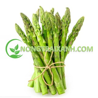 15h - hạt giống măng tây xanh