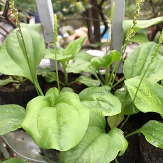 Cây mã đề (cây giống) h3