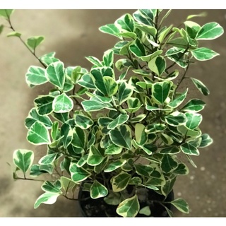 [Kiểng lá] Chậu cây Bàng Lá Tim Cẩm Thạch - Cây để bàn (Ficus deltoidea Jack f. Variegata) - Trang Flowers