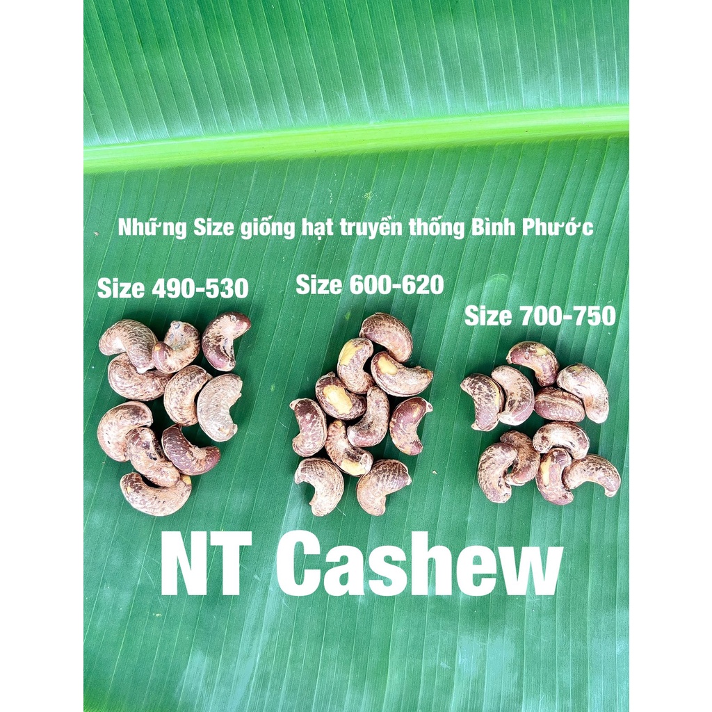 500 GRAM Hạt điều rang muối còn vỏ lụa