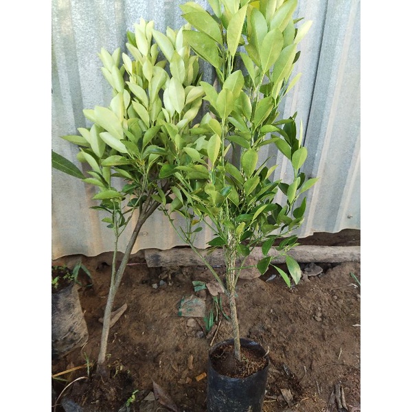 Tắc trồng 25k/ cây