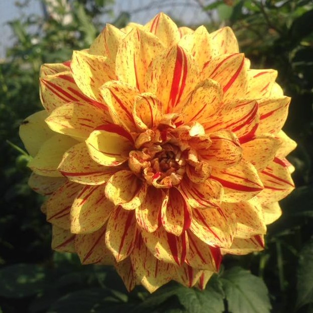 hoa thược dược GLORIOSA